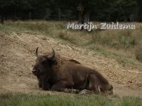 Europese bizon [Bison bonasus]